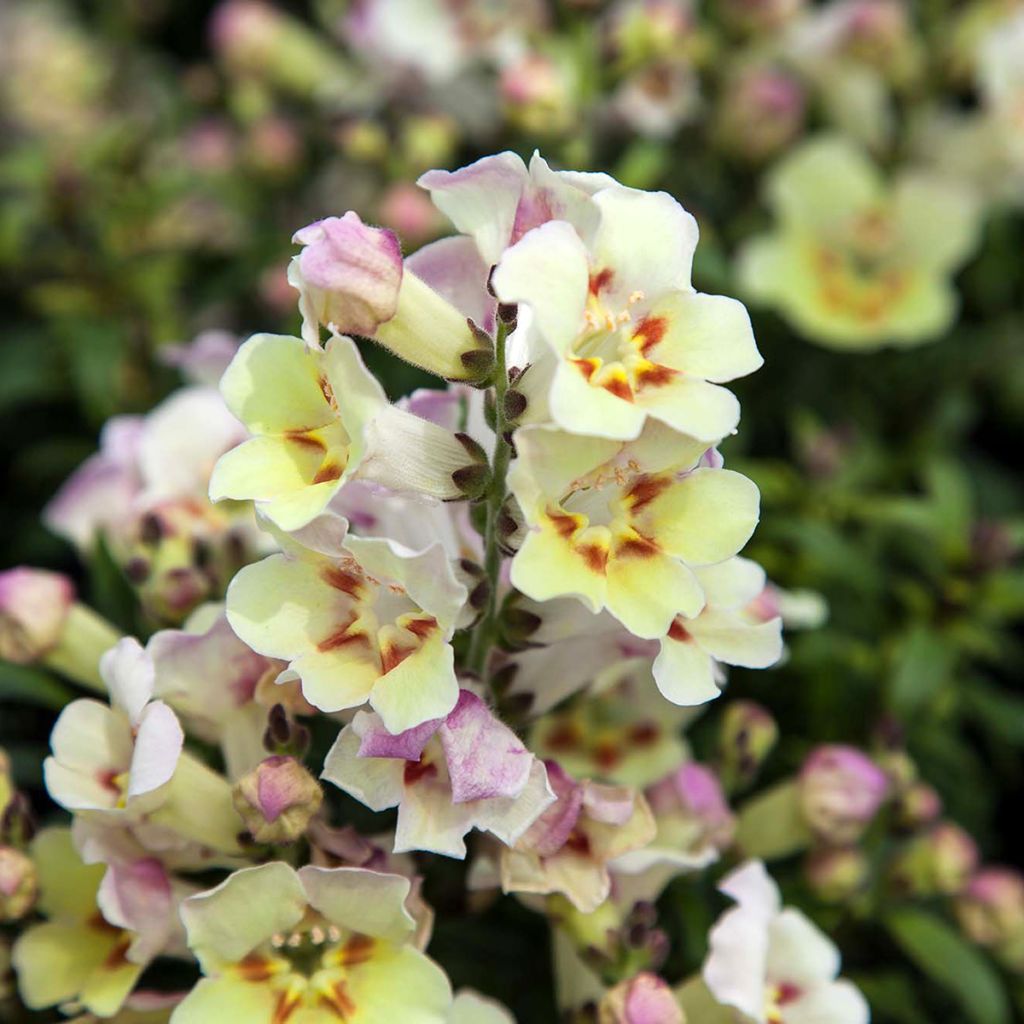 Antirrhinum Antiquity Lemon