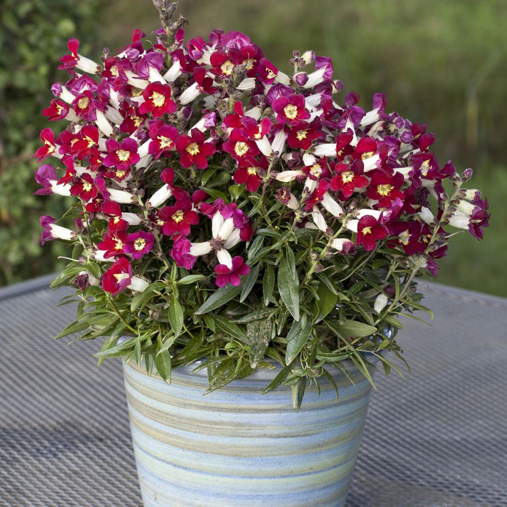 Antirrhinum Antiquity Red Bicolour