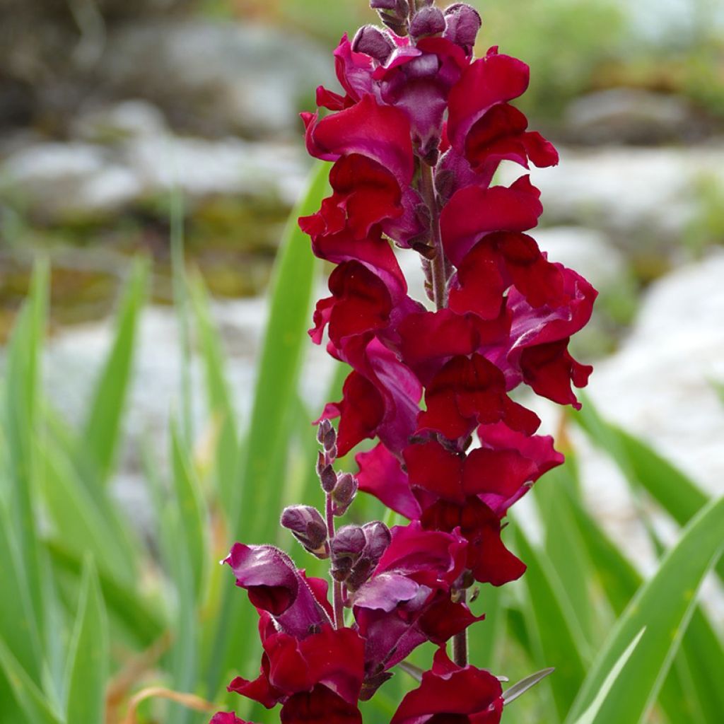 Antirrhinum Black Prince (semillas)