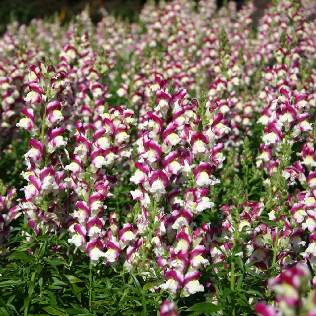 Antirrhinum x majus Cherry Twist - Boca de dragón