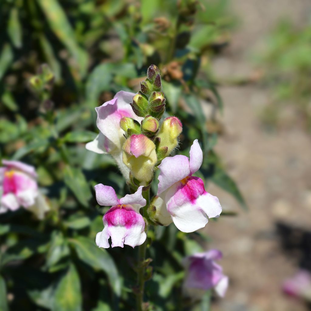 Antirrhinum Circus Clowns