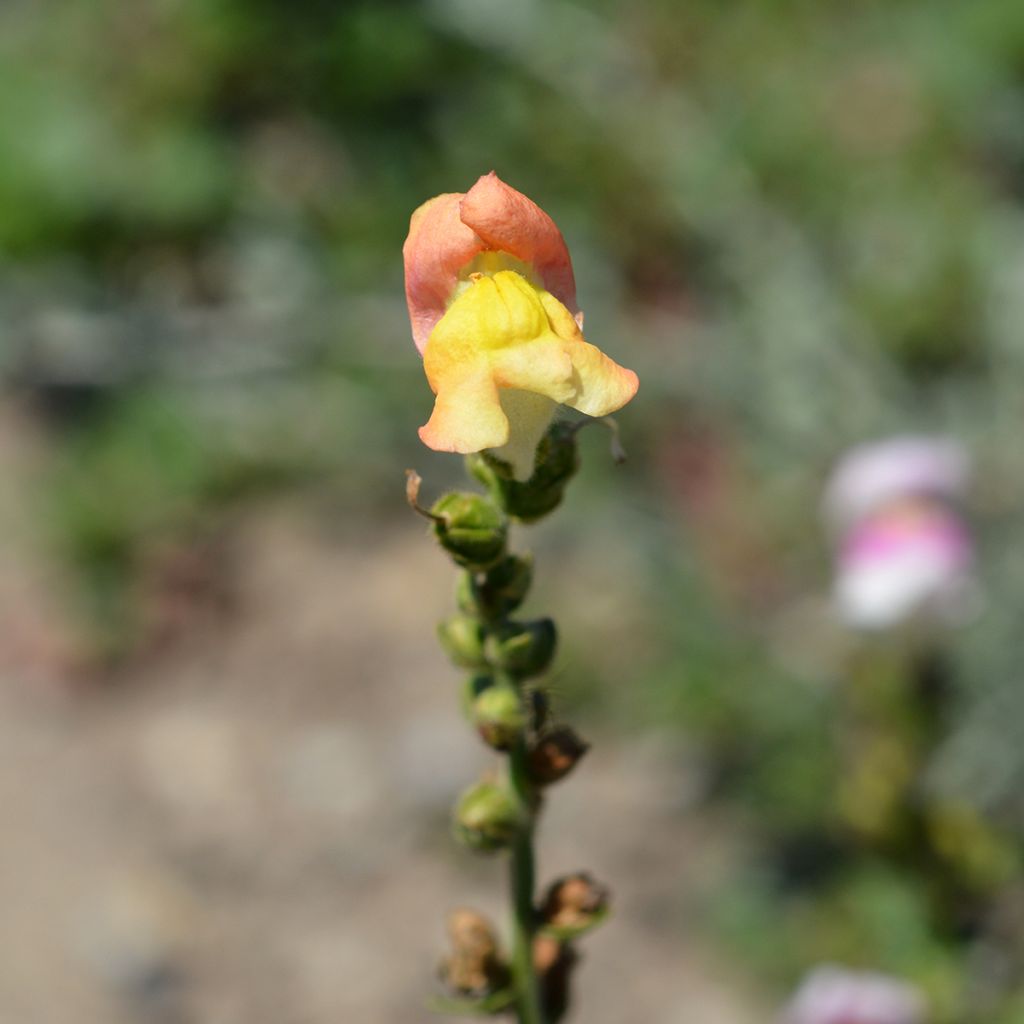 Antirrhinum Circus Clowns