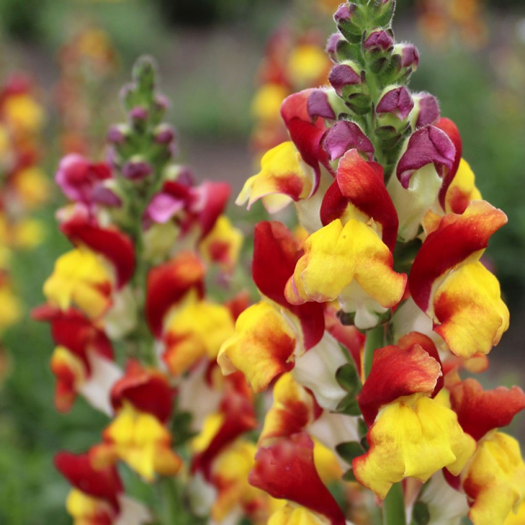 Antirrhinum x majus Mango Twist - Boca de dragón