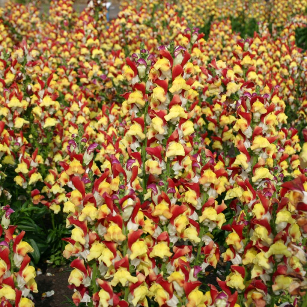 Antirrhinum x majus Mango Twist - Boca de dragón