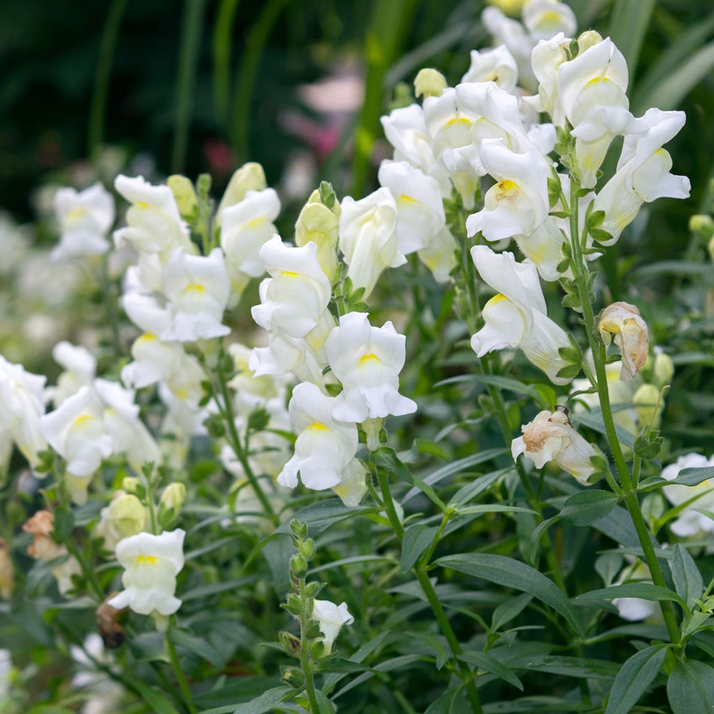 Antirrhinum Royal Bride