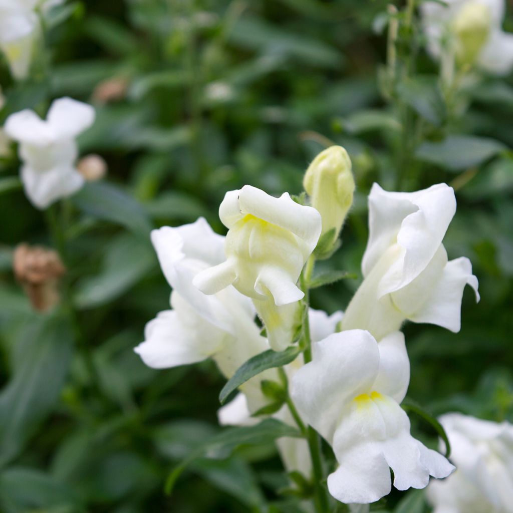 Antirrhinum Royal Bride