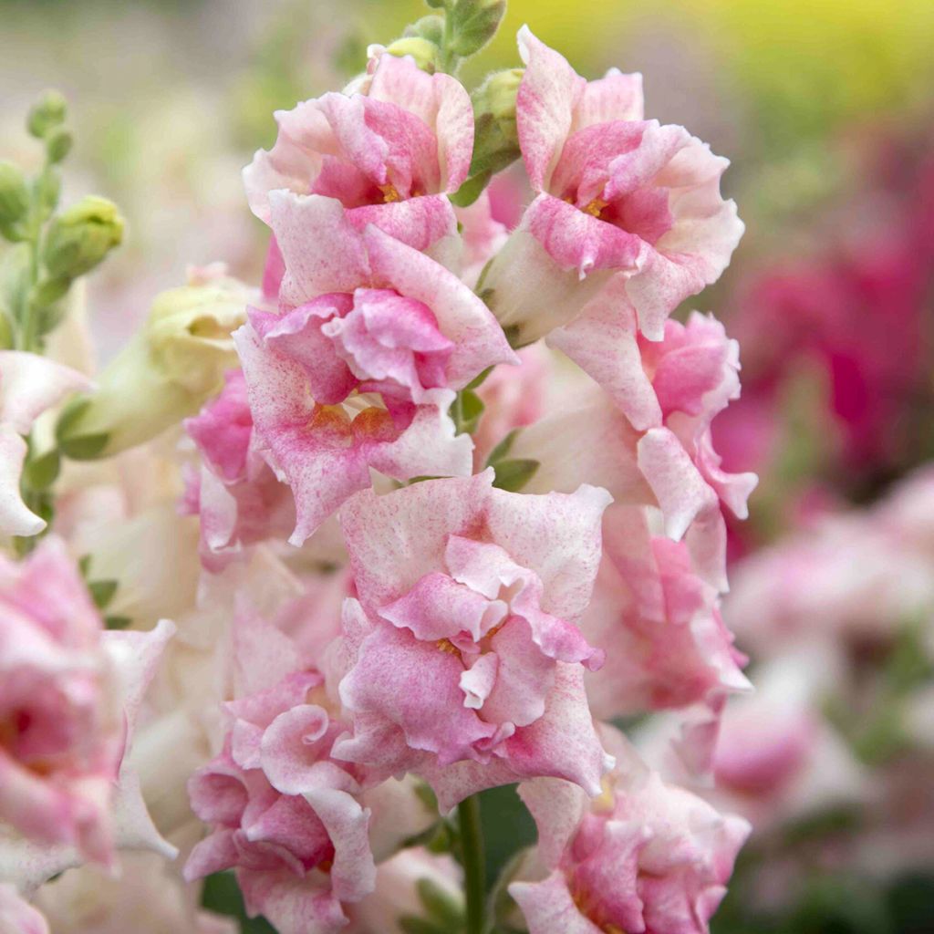 Antirrhinum Sweet Duet Appleblossom