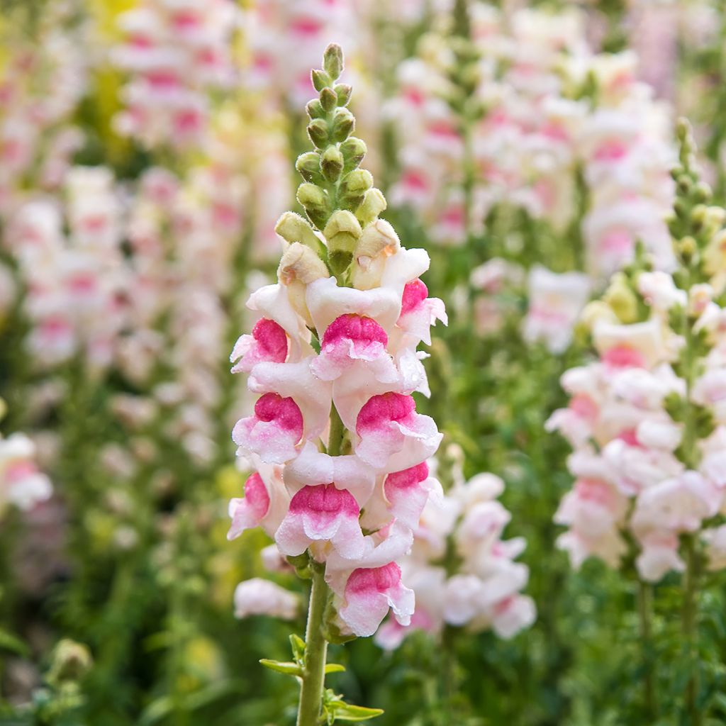 Antirrhinum Sweet Duet Appleblossom