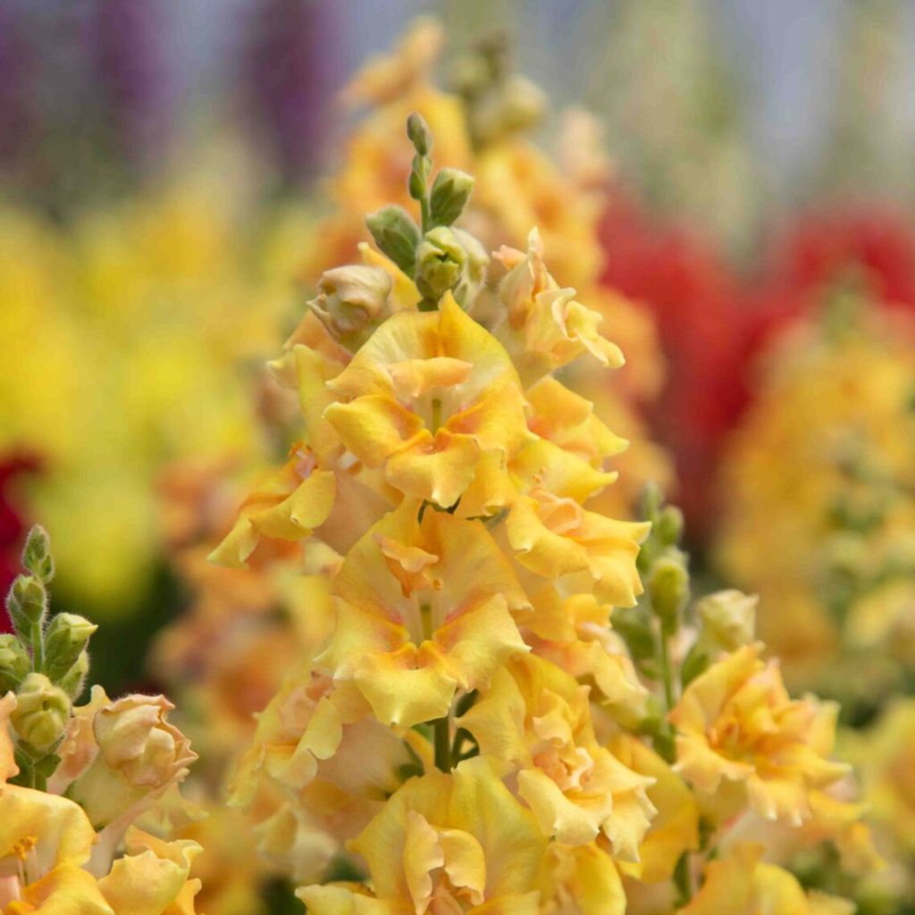 Antirrhinum Sweet Duet Citrus