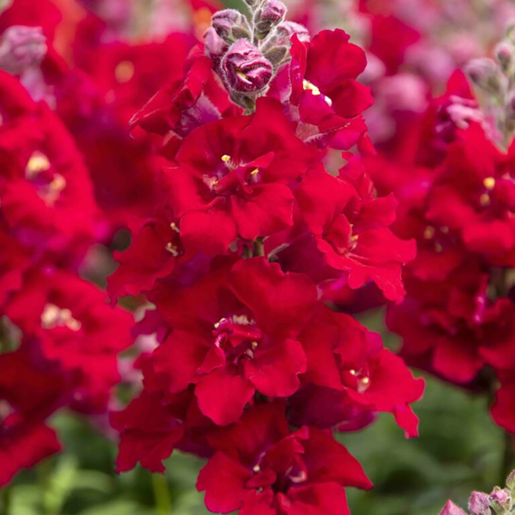 Antirrhinum Sweet Duet Deep Red