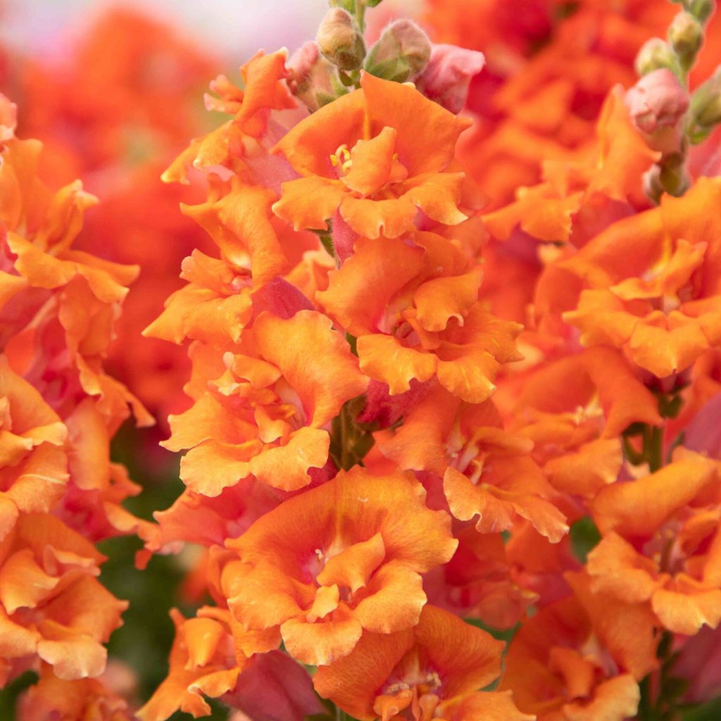 Antirrhinum Sweet Duet Peach