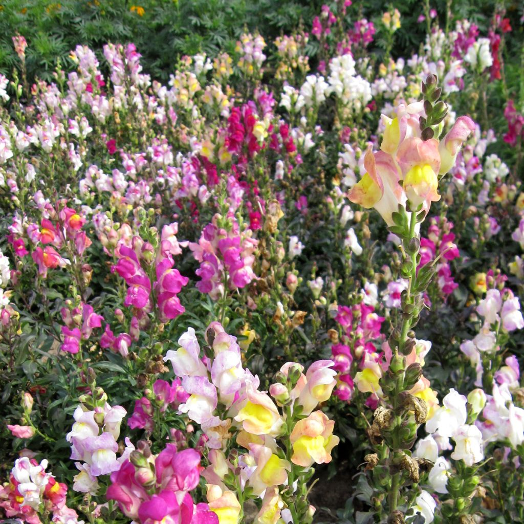 Antirrhinum Maximum varié