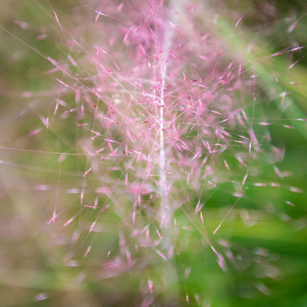 Muhlenbergia capillaris Ruby