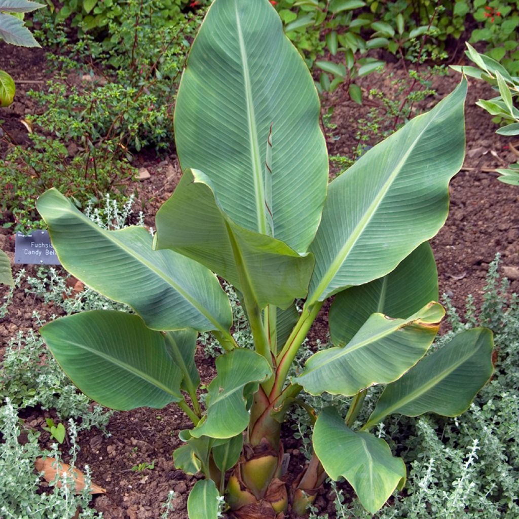 Musella lasiocarpa (semillas) - Plátano enano chino