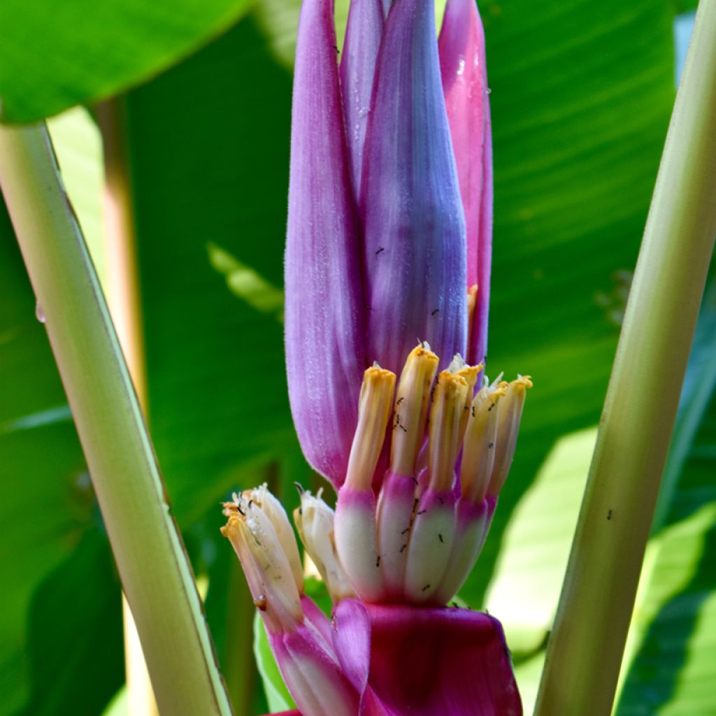 Musa velutina (semillas) - Plátana rosa