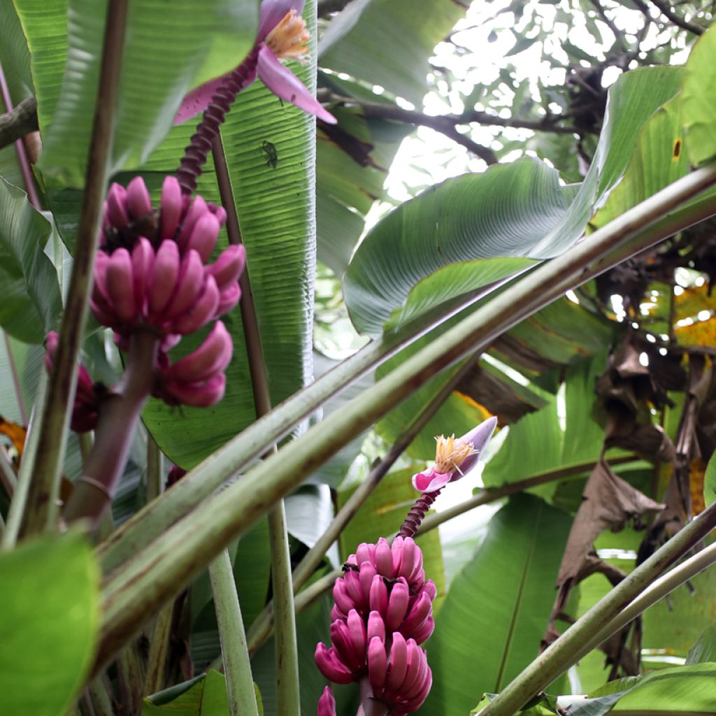 Musa velutina (semillas) - Plátana rosa