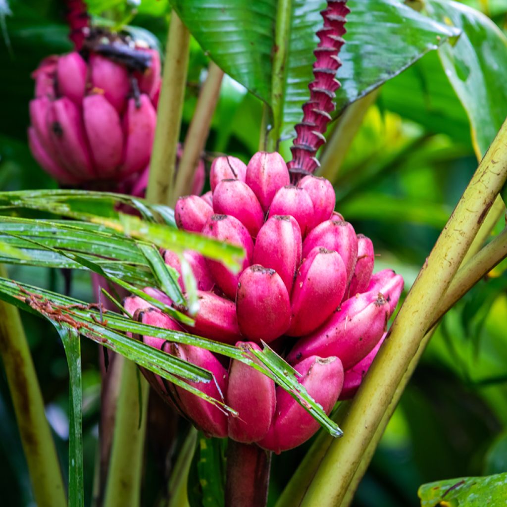 Musa velutina (semillas) - Plátana rosa