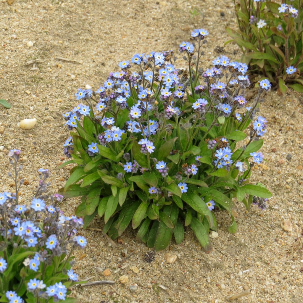 Myosotis sylvatica Victoria Azurea