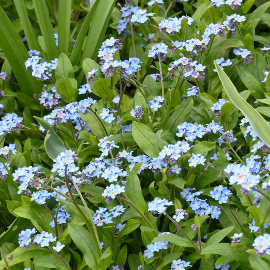 Myosotis sylvatica Blue