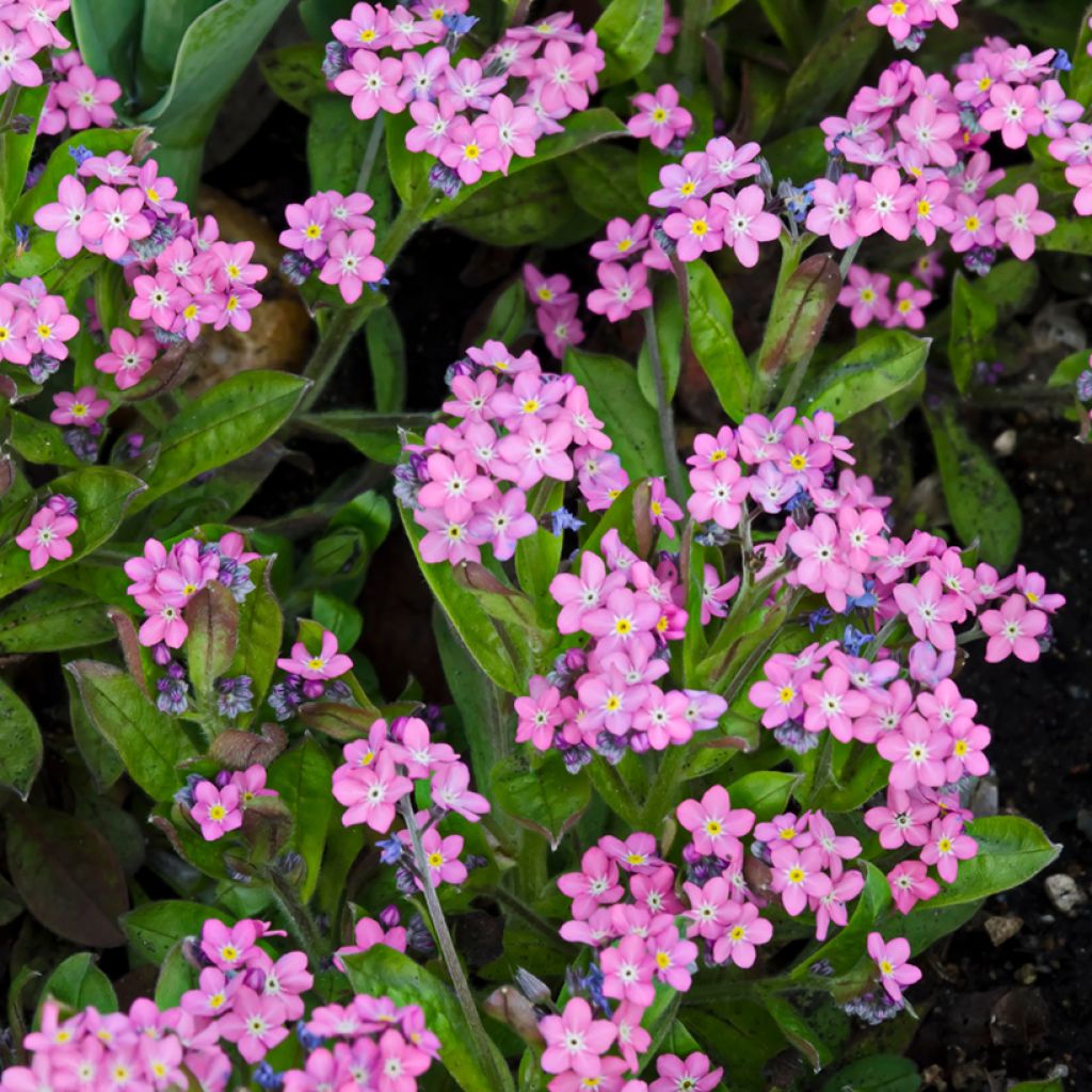 Myosotis sylvatica Rose