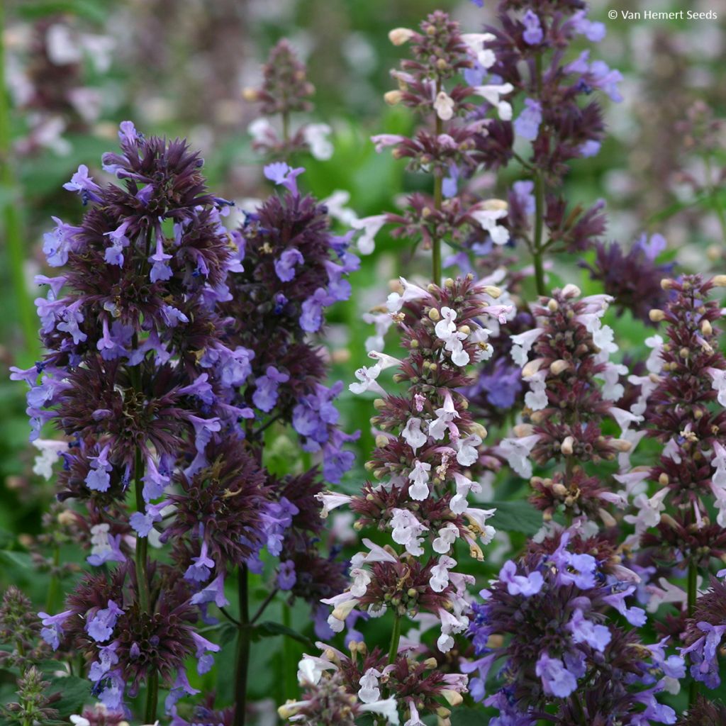 Nepeta grandiflora Border Ballet