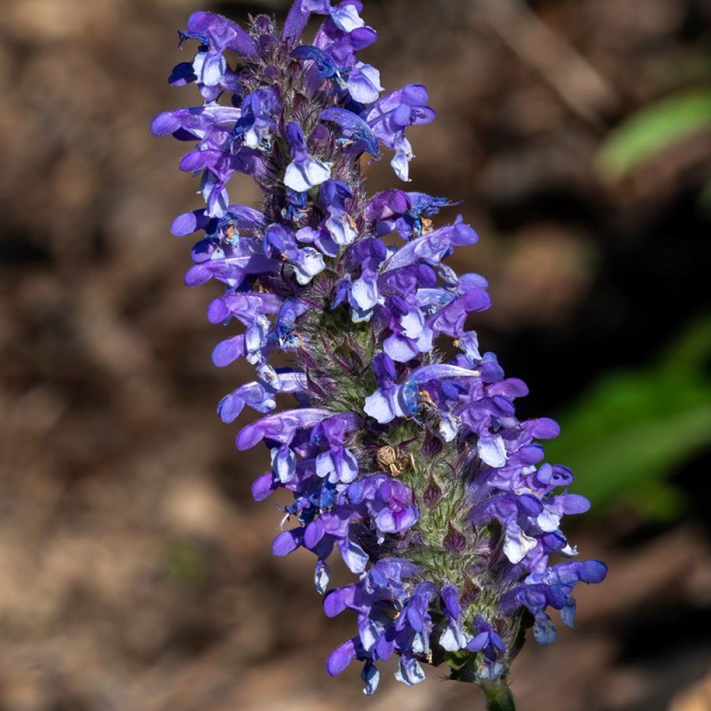 Nepeta nervosa Blue Moon