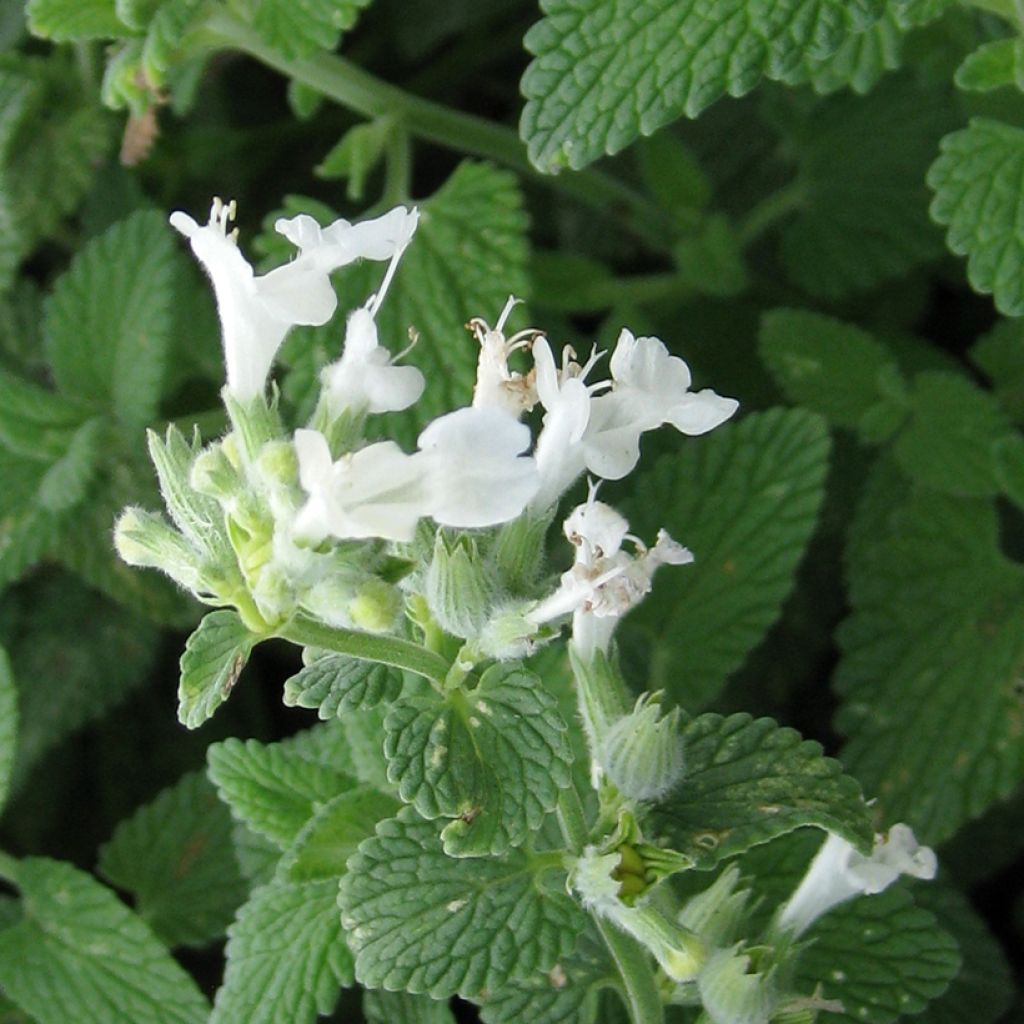 Graines de Nepeta racemosa Blanc - Chataire à racèmes