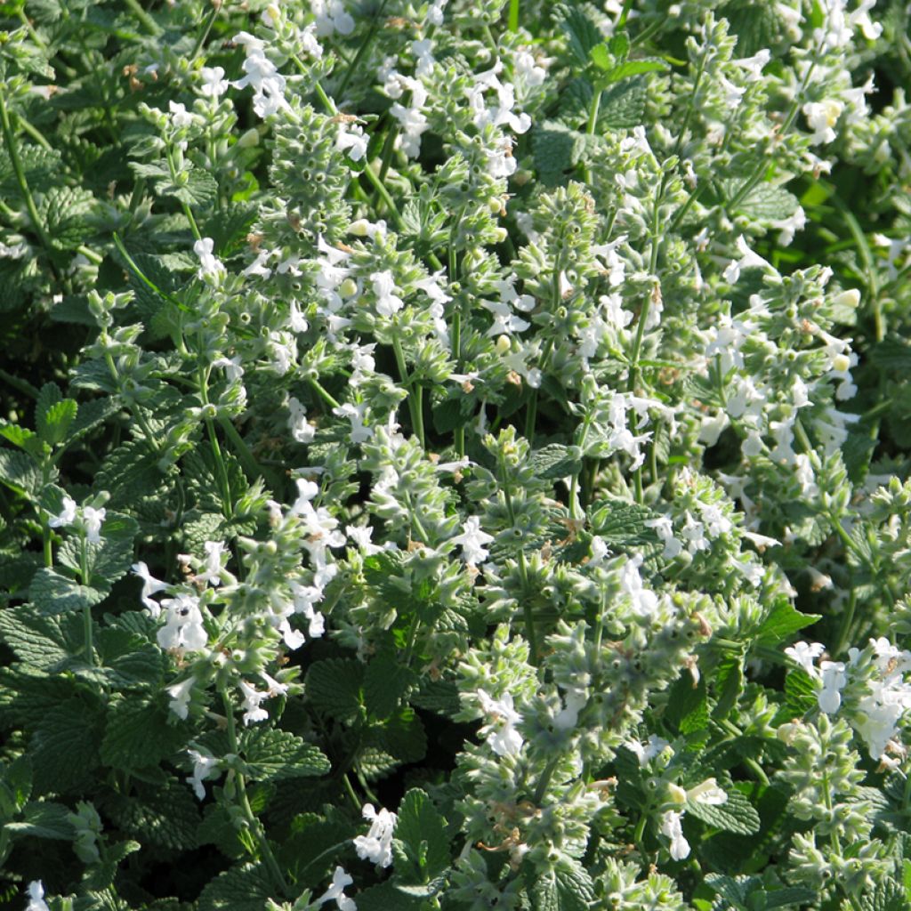 Nepeta racemosa Blanco