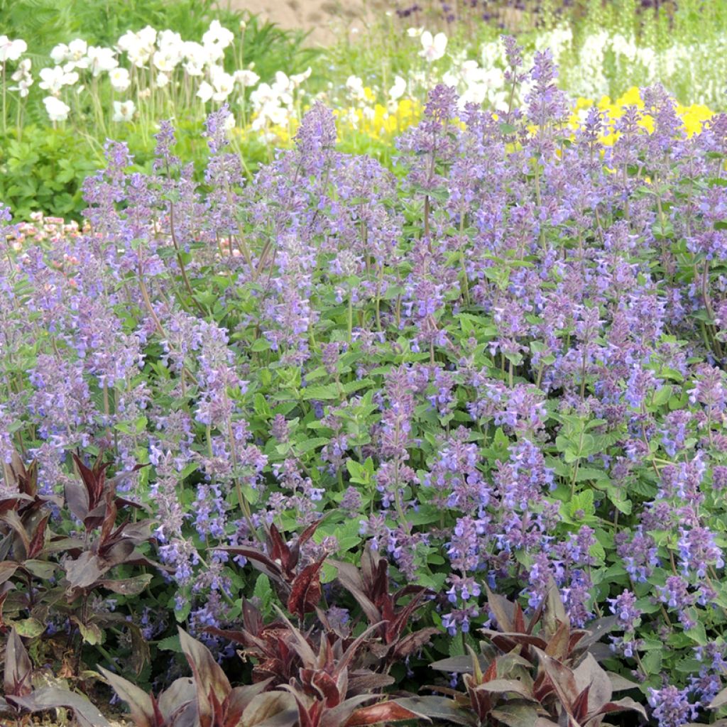 Graines de Nepeta racemosa Bleu - Chataire à racèmes