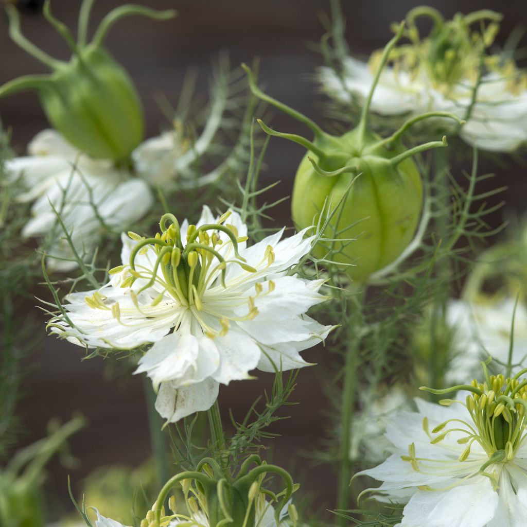 Arañuela blanca con cápsula verde - Nigella damascena