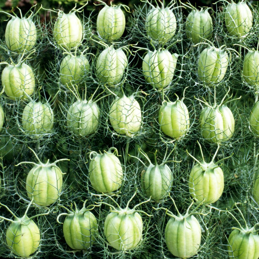 Arañuela blanca con cápsula verde - Nigella damascena