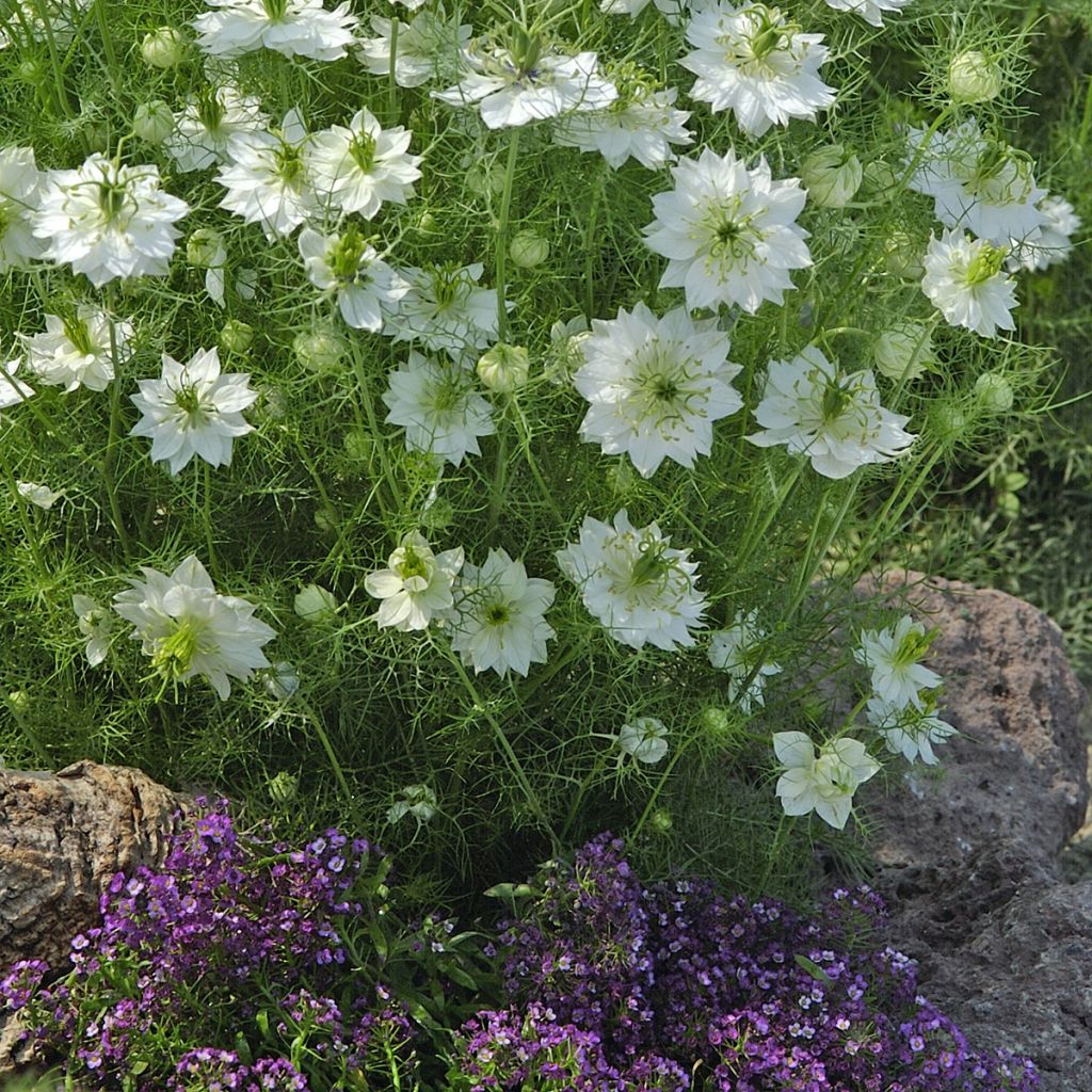 Arañuela blanca con cápsula verde - Nigella damascena