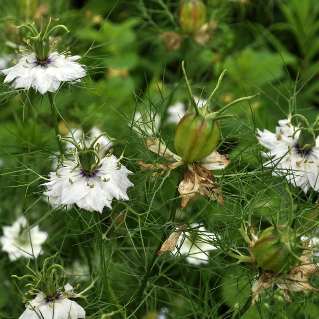 Arañuela Green Pod BIO - Nigella damascena