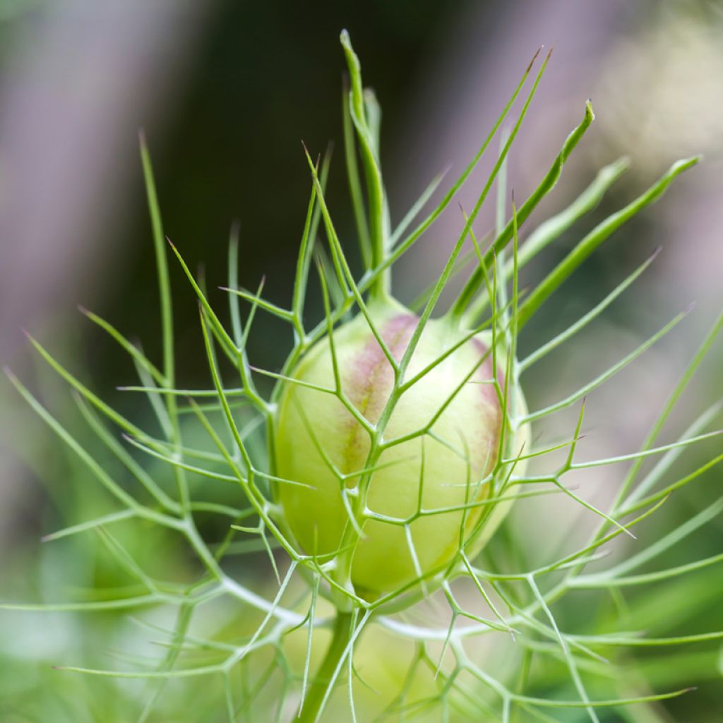 Arañuela Green Pod BIO - Nigella damascena