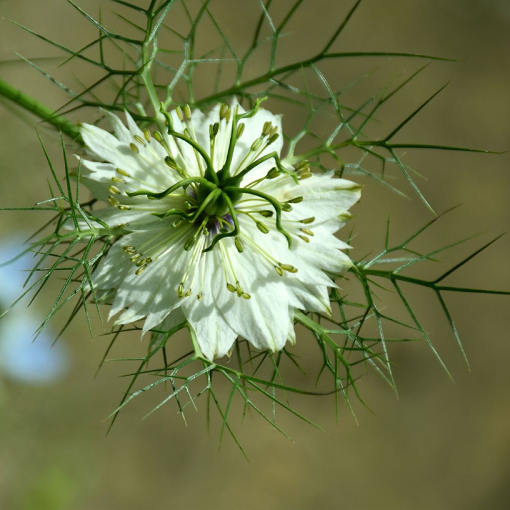 Arañuela Green Pod BIO - Nigella damascena