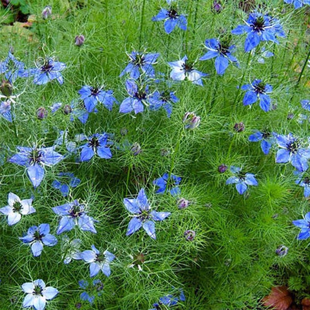 Nigella damascena Miss Jekyll Blue - Arañuela