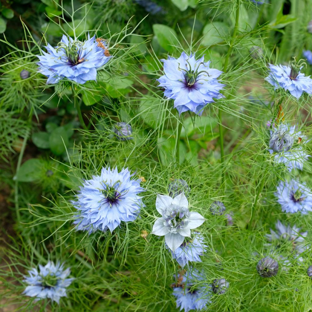 Nigella damascena Miss Jekyll Blue - Arañuela