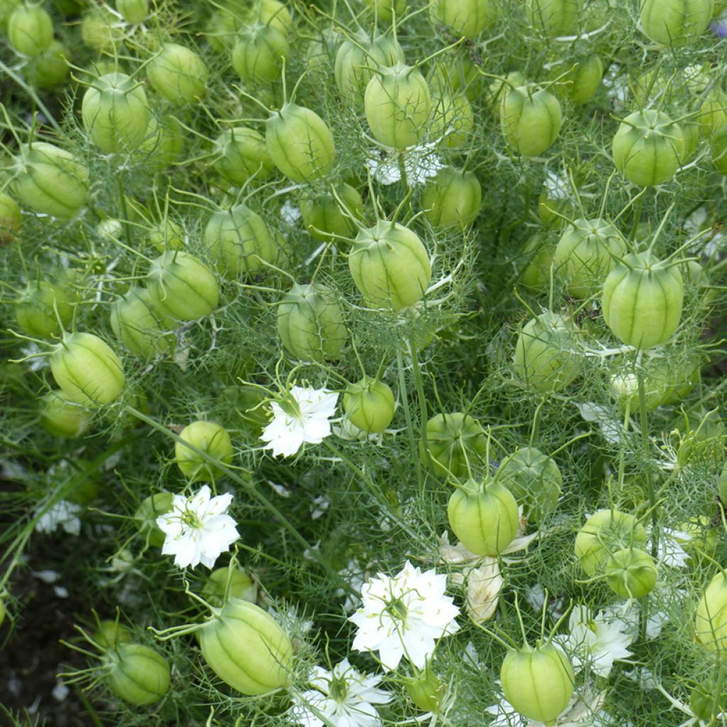 Graines de Nigelle de Damas Mix BIO - Nigella damascena