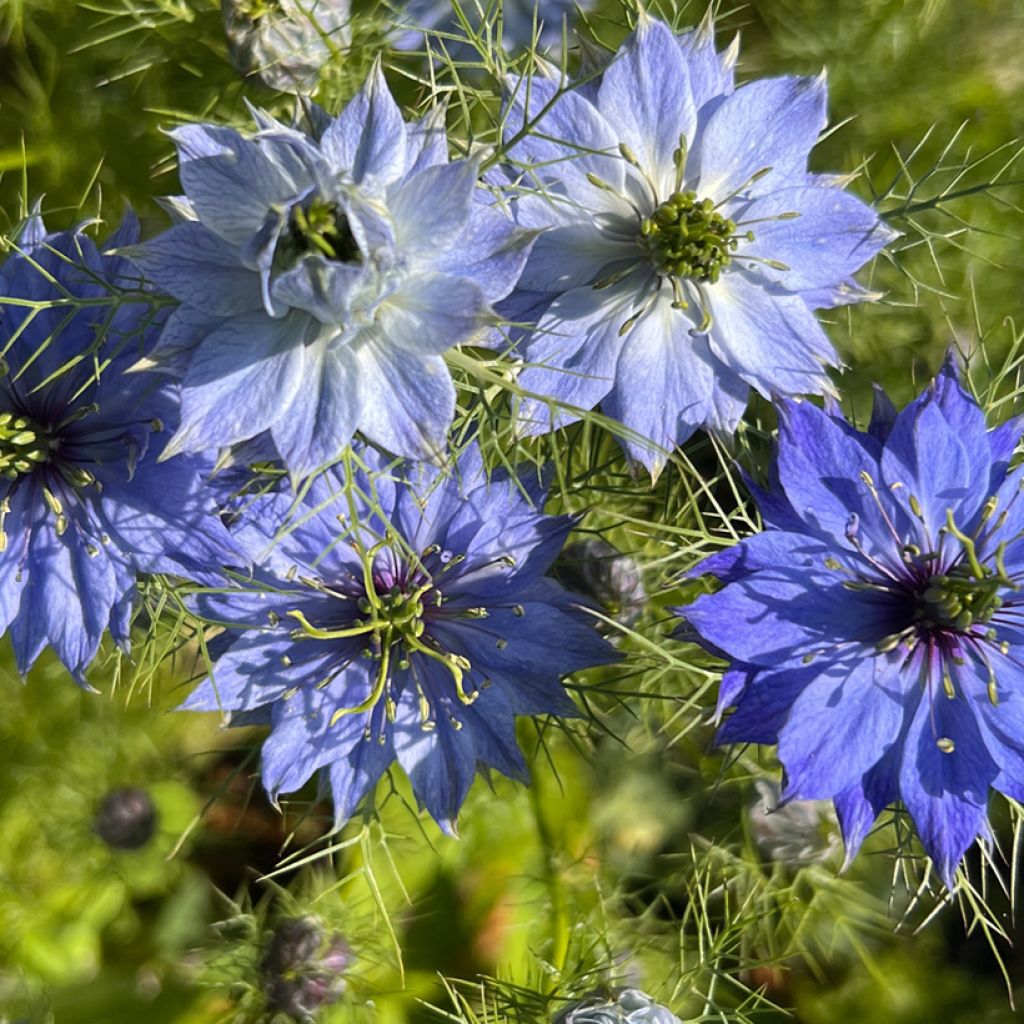 Nigella damascena Moody Blues - Arañuela