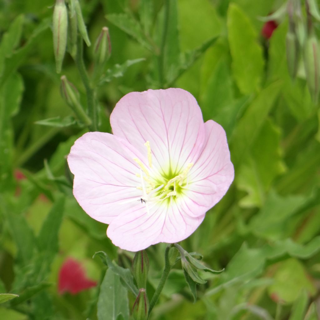 Oenothera speciosa Evening Pink - Onagra