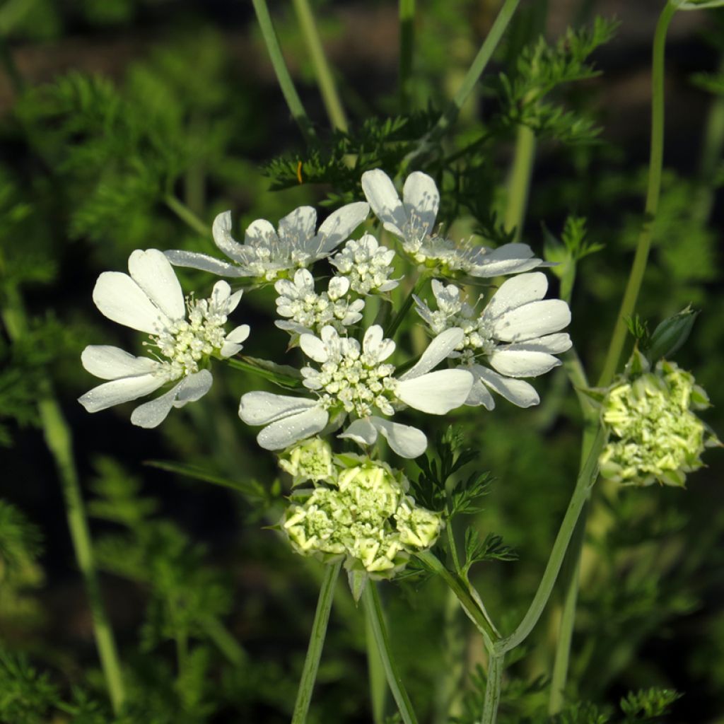 Graines d'Orlaya à grandes fleurs BIO - Orlaya grandiflora