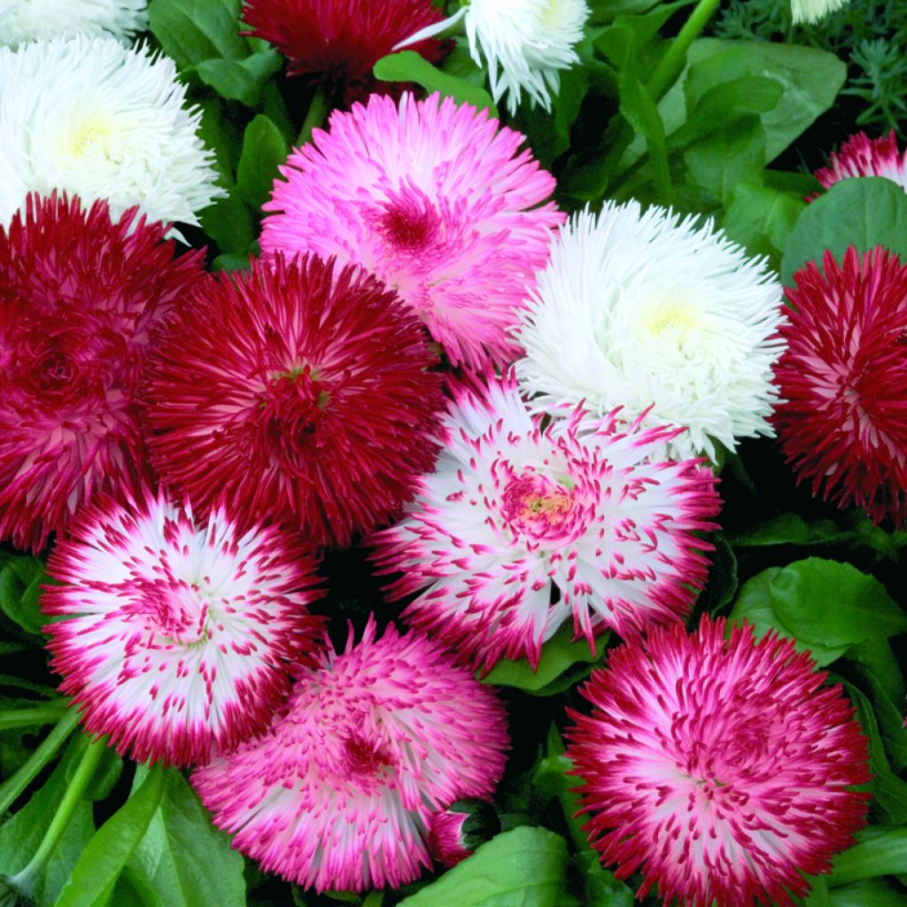 Bellis Perennis Habanera Mix - Margarita de los prados