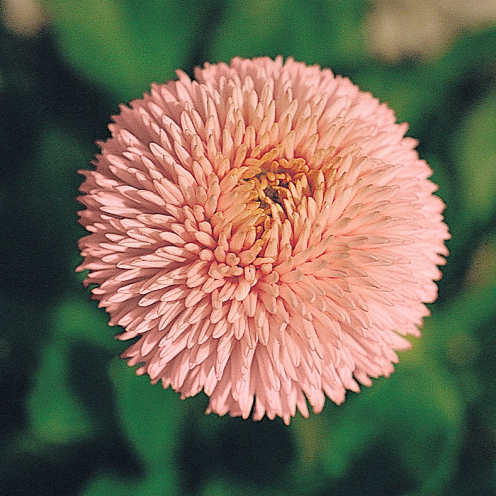 Bellis Perennis Robella enrobées - Margarita de los prados