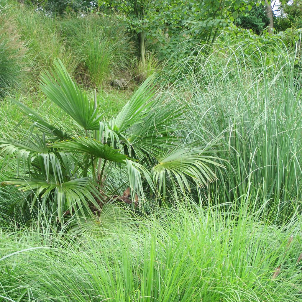 Palmito elevado (semillas) - Trachycarpus fortunei