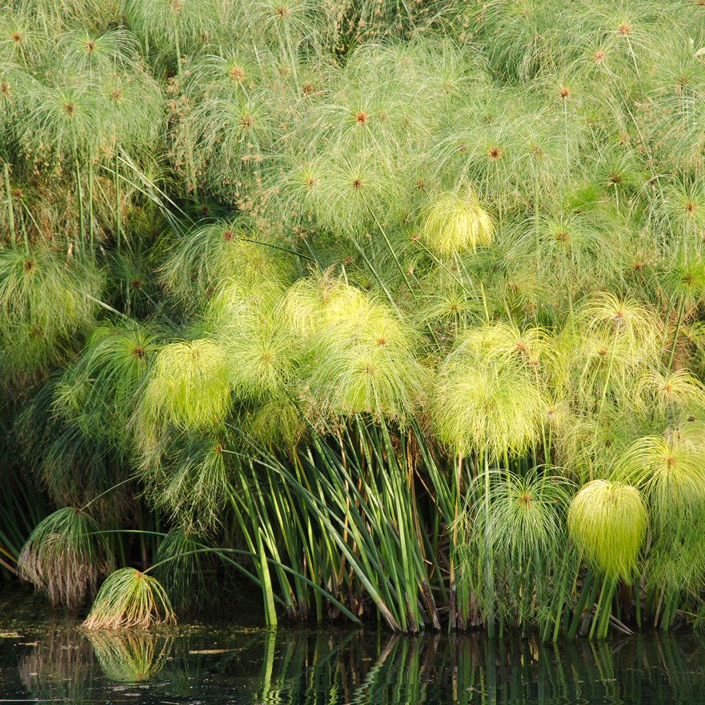 Cyperus papyrus (semillas) - Papiro