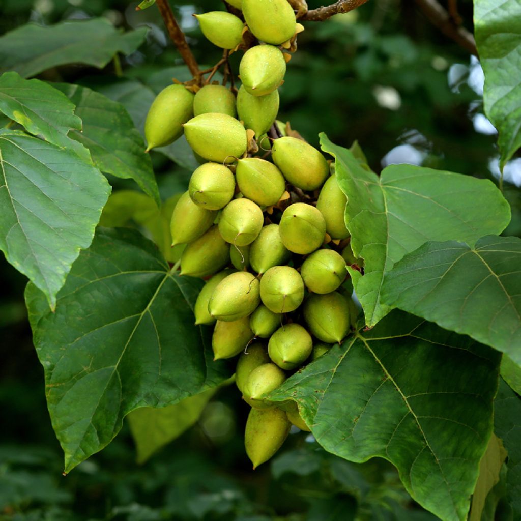 Paulownia tomentosa (semillas) - Paulonia imperial