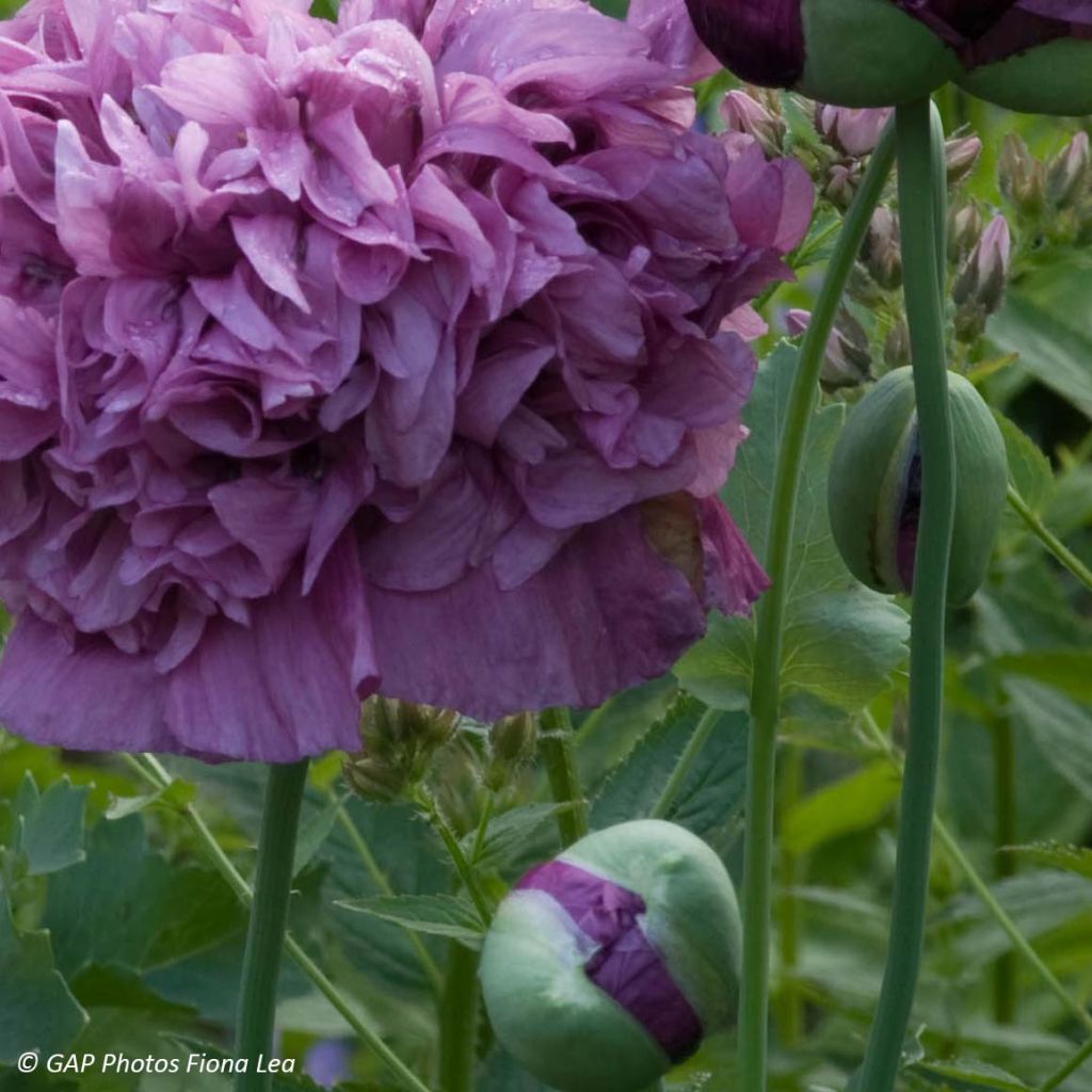 Graines de Pavot Purple Peony - Papaver somniferum 