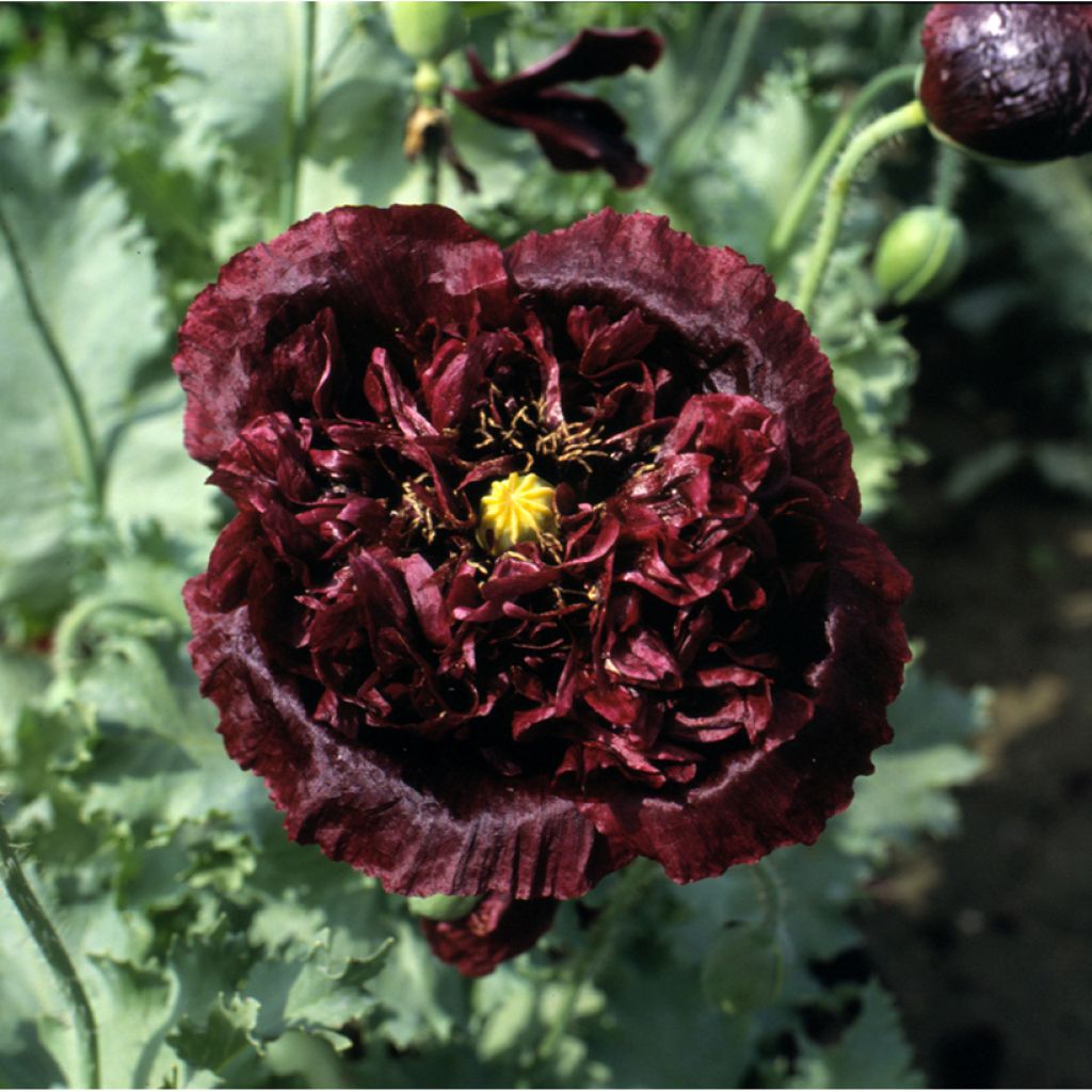 Adormidera Black Peony - Papaver somniferum