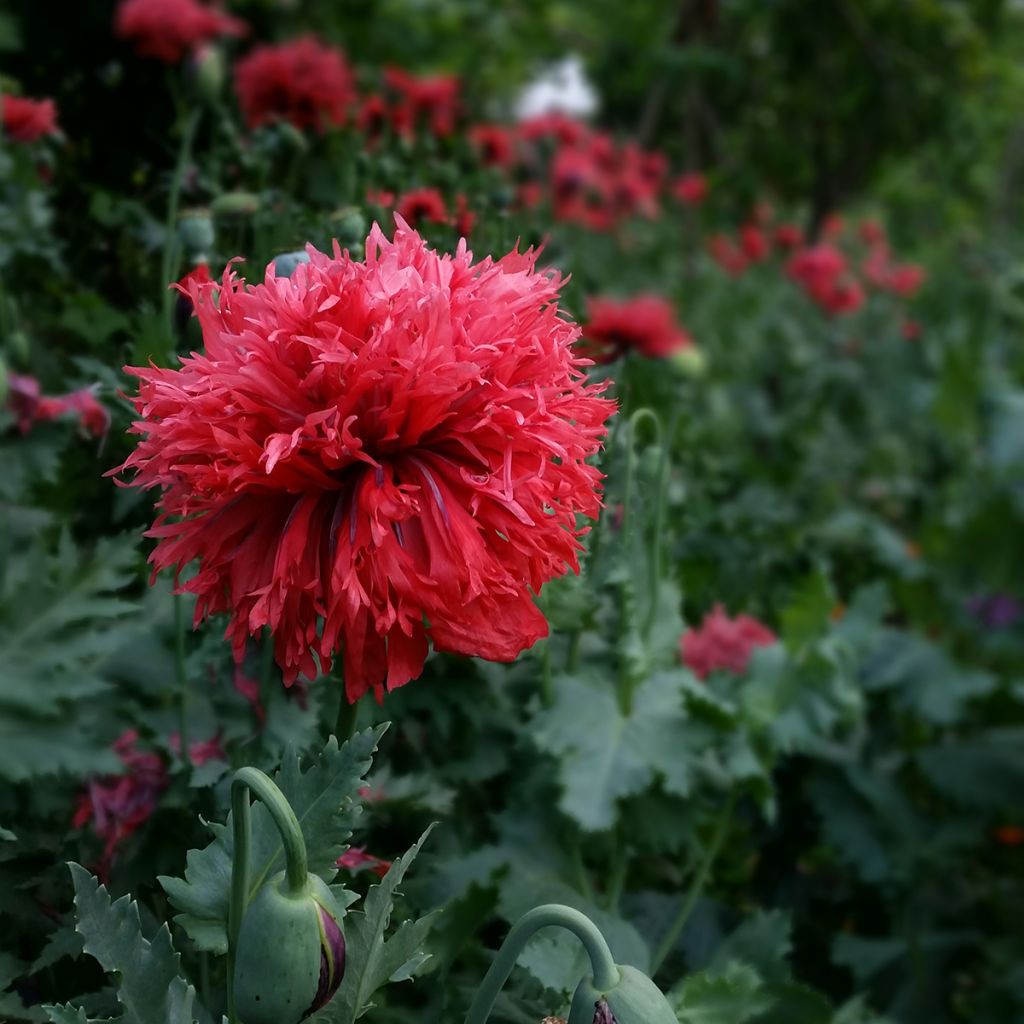 Adormidera Crimson Feathers - Papaver somniferum