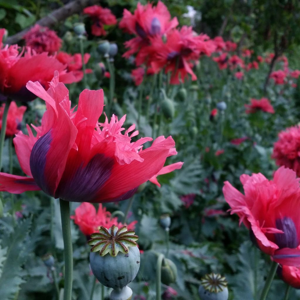 Adormidera Crimson Feathers - Papaver somniferum